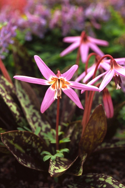 Hundtandslilja, Erythronium dens-canis
