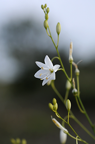 Liten sandlilja, Anthericum ramosum