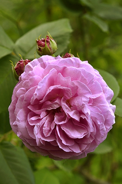 Ros 'Louise Oudier'