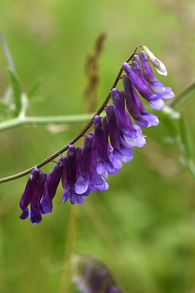 Luddvicker, Vicia villosa