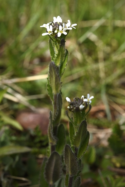 Lundtrav, Arabis hirsuta