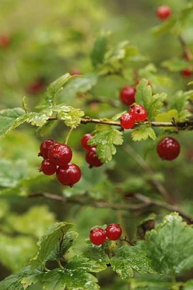 Måbär, Ribes alpinum