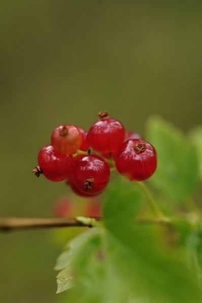 Måbär, Ribes alpinum