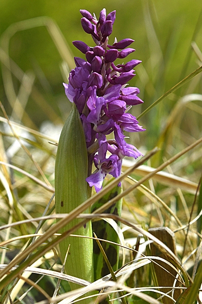 Majnycklar, Dactylorhiza majalis ssp. majalis