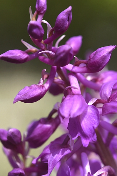 Majnycklar, Dactylorhiza majalis ssp. majalis