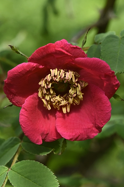 Mandarinros, Rosa moyesii
