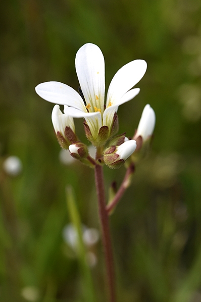 Mandelblomma, Saxifraga granulata