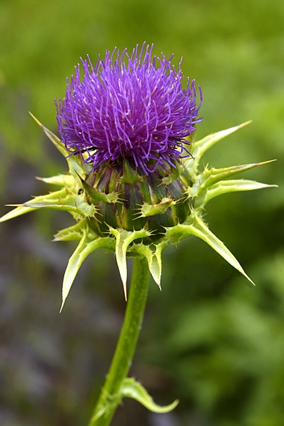 Mariatistel, Silybum marianum