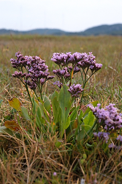 Marrisp, Limonium vulgare