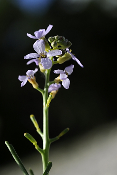 Marviol, Cakile maritima