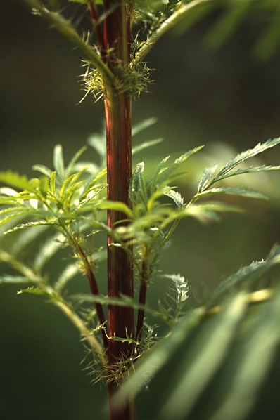 Mexikansk tagetes, Tagetes minuta