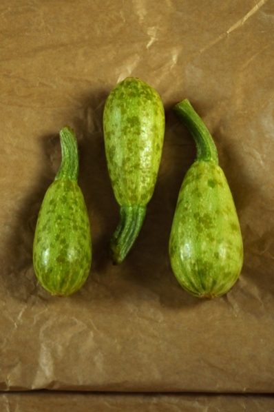 Minisquash, Cucurbita pepo, squash, zucchini