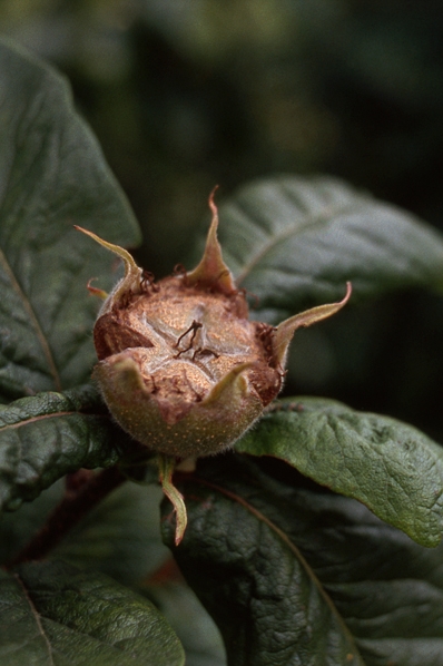 Mispel, Mespilus germanica, Crataegus germanica