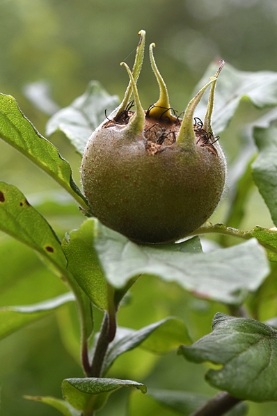 Mispel, Mespilus germanica