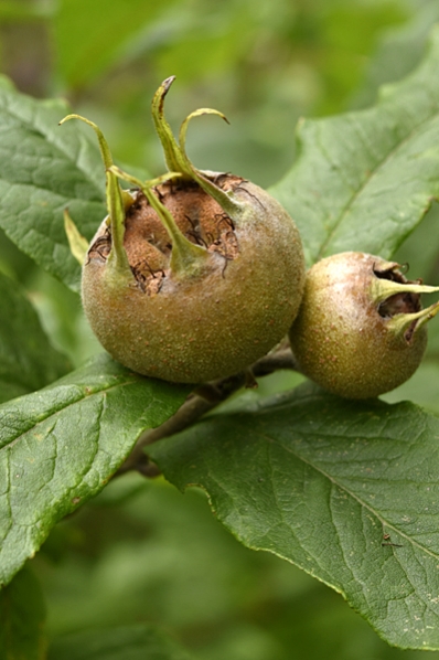 Mispel, Mespilus germanica