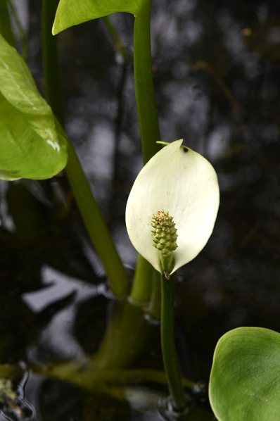 Missne, Calla palustris