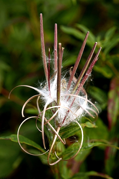 Mjölke, Chamaenerion angustifolium, Epilobium angustifolium, Chamerion, mjölkört, rallarros