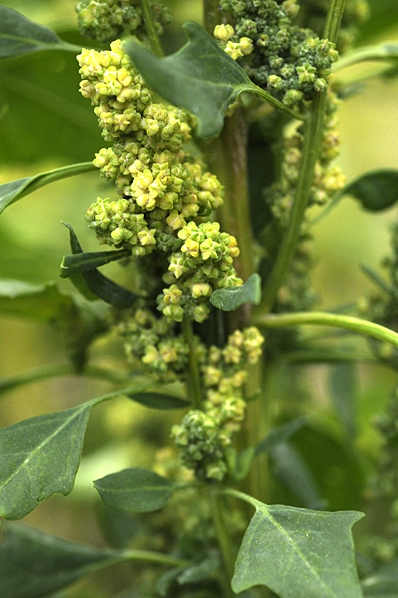 Mjölmålla, Chenopodium quinoa, målla, quinoa