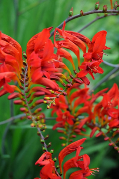 Montbretia `Lucifer`, Crocosmia crocosmiiflora