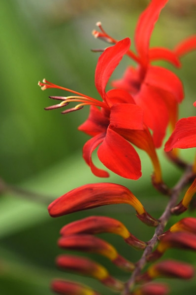 Montbretia `Lucifer`, Crocosmia crocosmiiflora