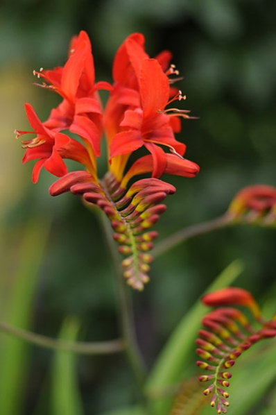 Montbretia `Lucifer`, Crocosmia crocosmiiflora