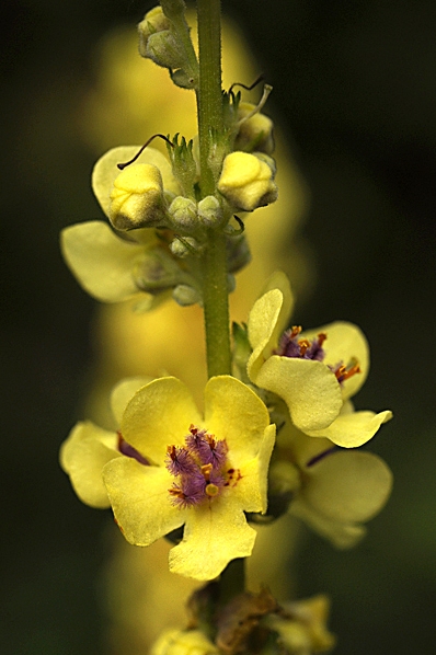 Mörkt kungsljus, Verbascum nigrum
