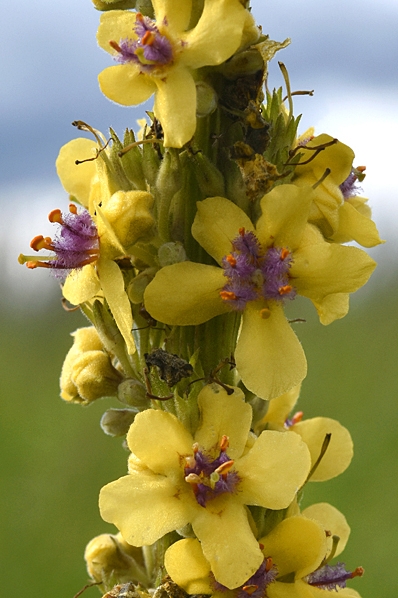 Mörkt kungsljus, Verbascum nigrum