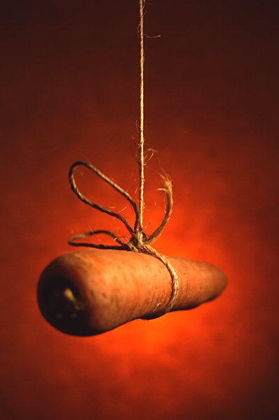 Morot, Daucus carota ssp. sativus