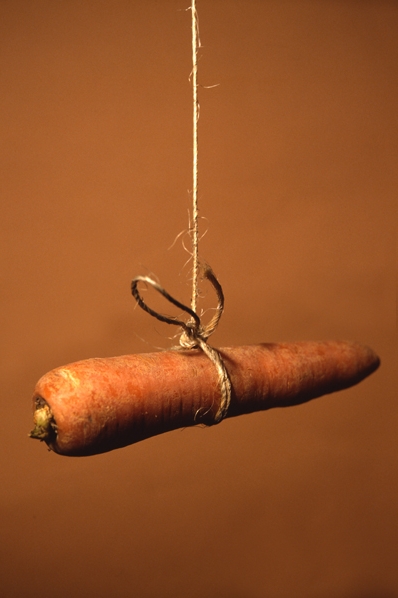 Morot, Daucus carota ssp. sativus