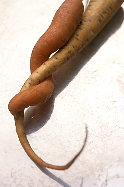 Morot och Palsternacka, Daucus carota ssp. sativus, Pastinaca sativa