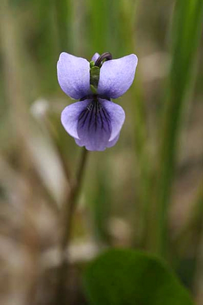 Mossviol, Viola epipsila