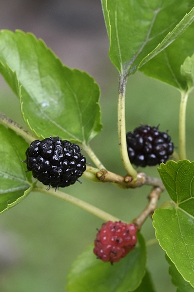 Mullbär, Morus nigra