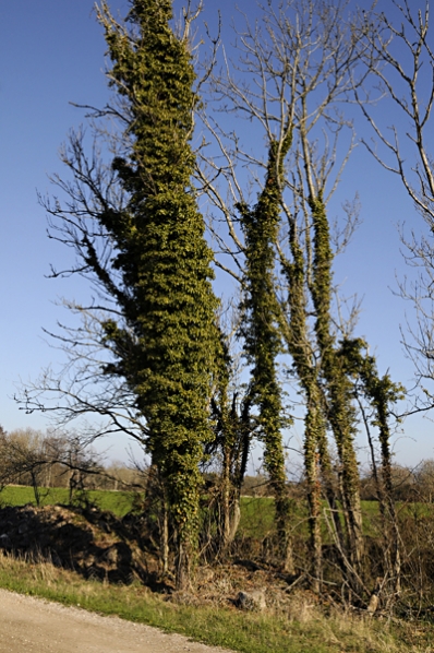Murgröna, Hedera helix