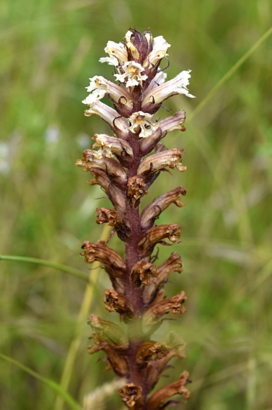 Murgrönssnyltrot, Orobanche hederae