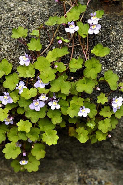 Murreva, Cymbalaria muralis