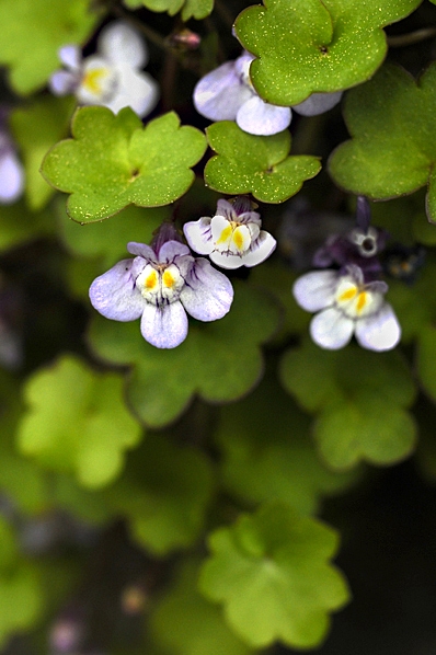 Murreva, Cymbalaria muralis
