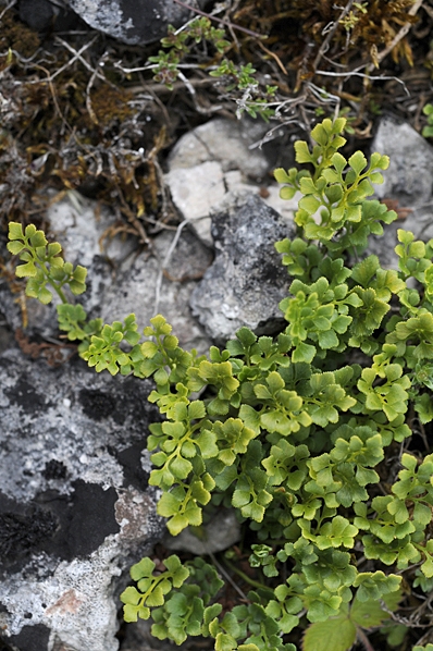 Murruta, Asplenium ruta-muraria