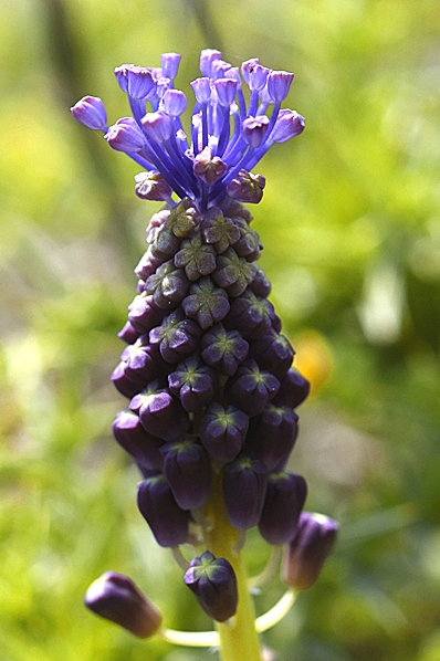 Fjäderhyacint, Muscari comosum, Leopoldia comosa