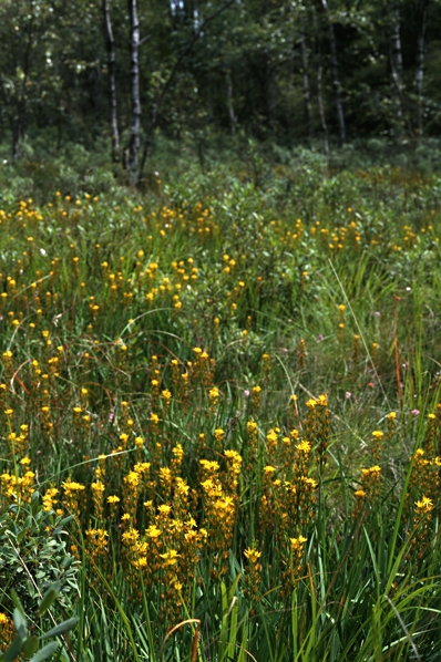 Myrlilja, Narthecium ossifragum