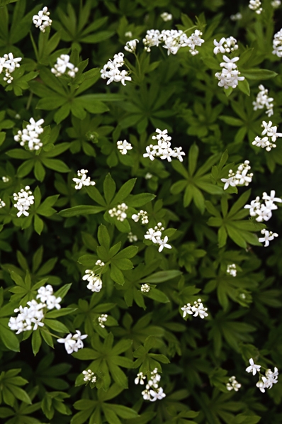 Galium odoratum