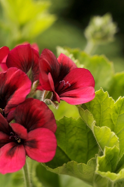 Unikpelargon, Mystery, pelargon