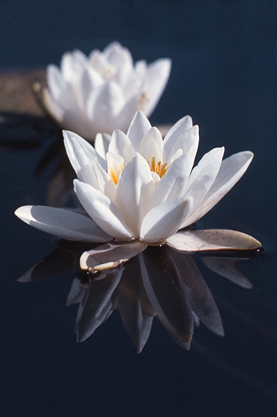 Vit näckros, Nymphaea alba