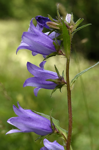Nässelklocka, Campanula trachelium