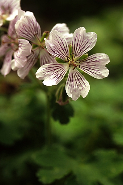 Nätnäva, Geranium renardii