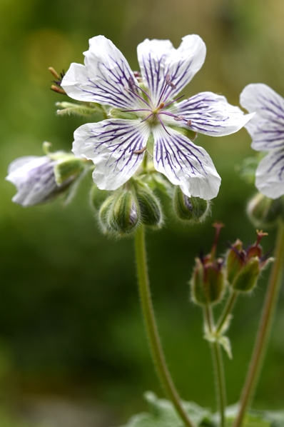 Nätnäva, Geranium renardii