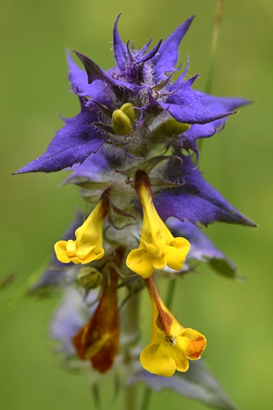 Natt och dag, Melampyrum nemorosum, lundkovall
