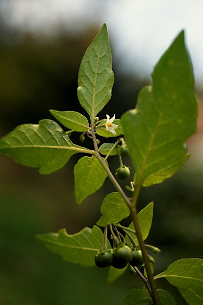 Nattskatta, Solanum nigrum