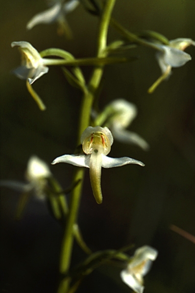 Nattviol, Platanthera bifolia