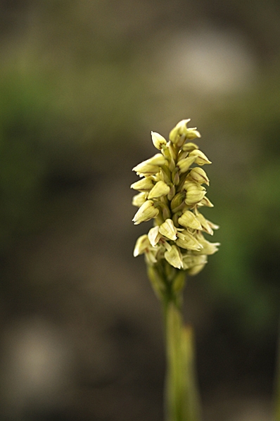Tätyxne, Neotinea maculata