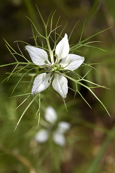 Jungfrun i det gröna, Nigella damascena